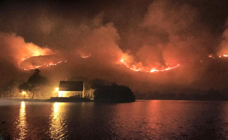 Farmer Writes: the unplanned adventure of summer calving Farmer Writes: the unplanned adventure of summer calving