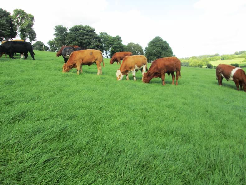 New programme focused on margin from sucklers New programme focused on margin from sucklers