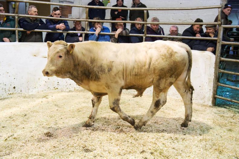 Firm mart trade continues to be driven by grass buyer demand Firm mart trade continues to be driven by grass buyer demand