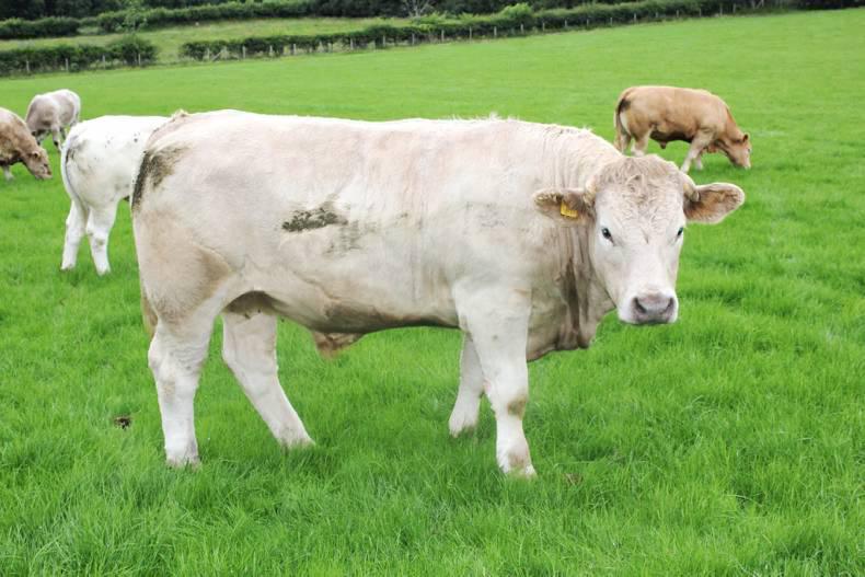 Strong beef market favours NI farmers Strong beef market favours NI farmers