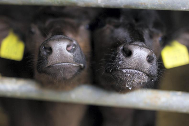 Cows loose on the Tipperary-Cashel road Cows loose on the Tipperary-Cashel road