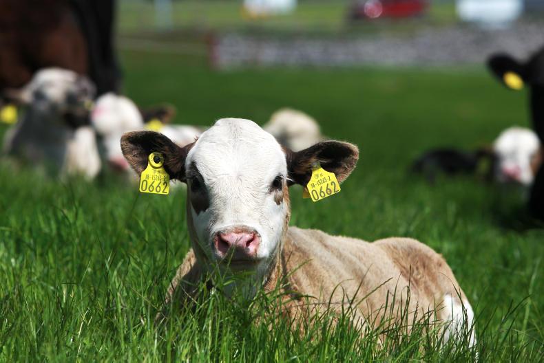 BETTER farm phase 2 – where are they now? BETTER farm phase 2 – where are they now?