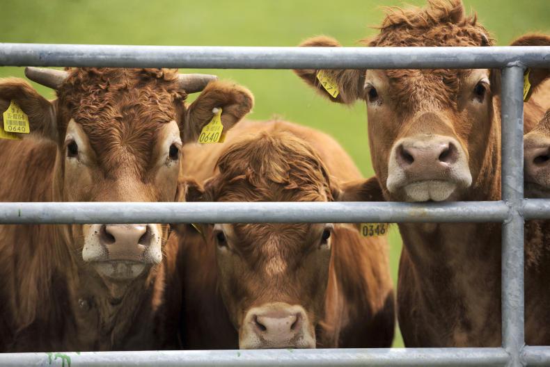 BETTER farm phase 2 – where are they now? BETTER farm phase 2 – where are they now?