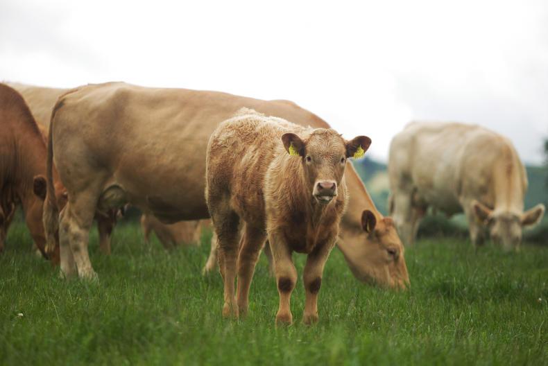 BETTER farm phase 2 – where are they now? BETTER farm phase 2 – where are they now?