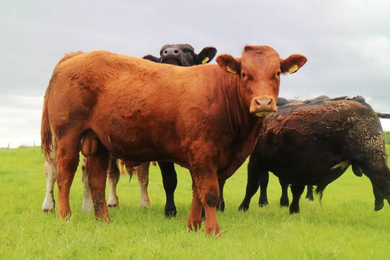 BETTER farm phase 2 – where are they now? BETTER farm phase 2 – where are they now?