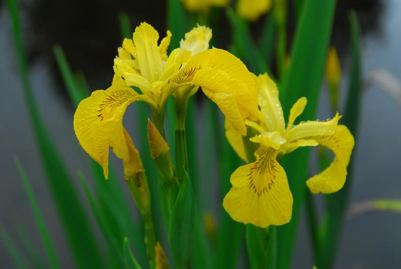 Idyllic iris Idyllic iris