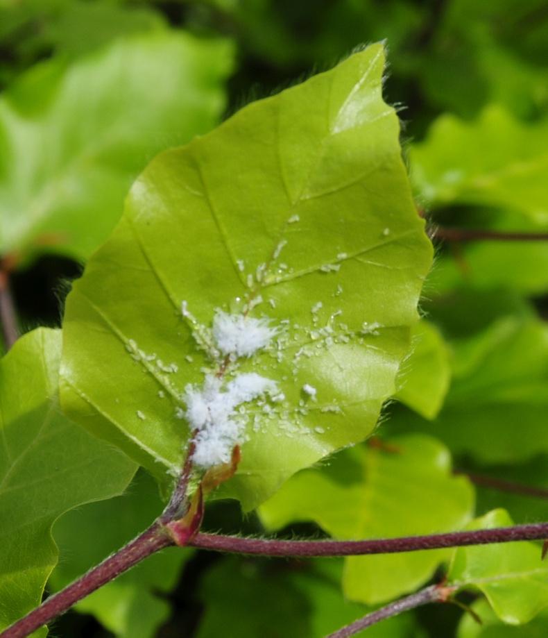 Idyllic iris Idyllic iris