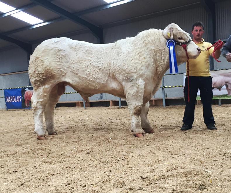 Charolais end sales season on a high Charolais end sales season on a high