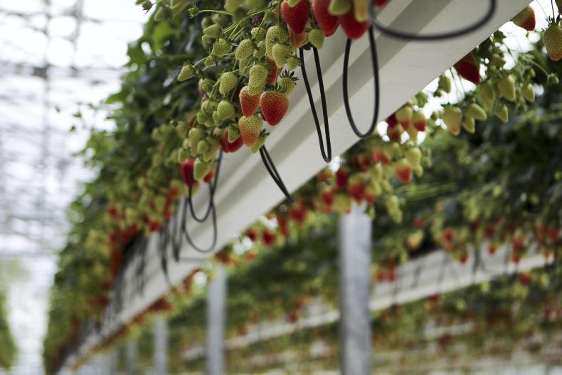 Consumers urged to buy Irish as strawberry season gets into full swing Consumers urged to buy Irish as strawberry season gets into full swing