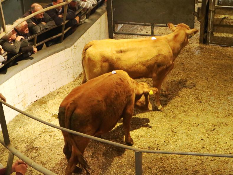 Store bullocks a flying trade in Headford Mart Store bullocks a flying trade in Headford Mart