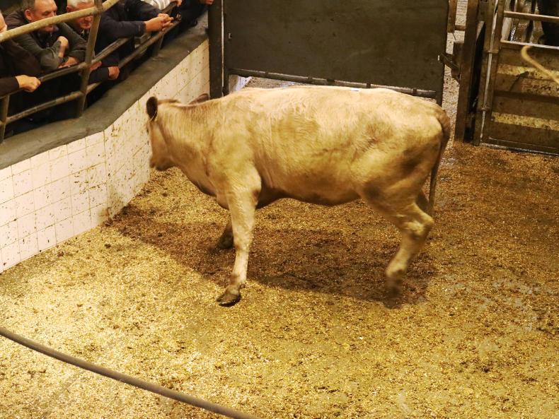 Store bullocks a flying trade in Headford Mart Store bullocks a flying trade in Headford Mart