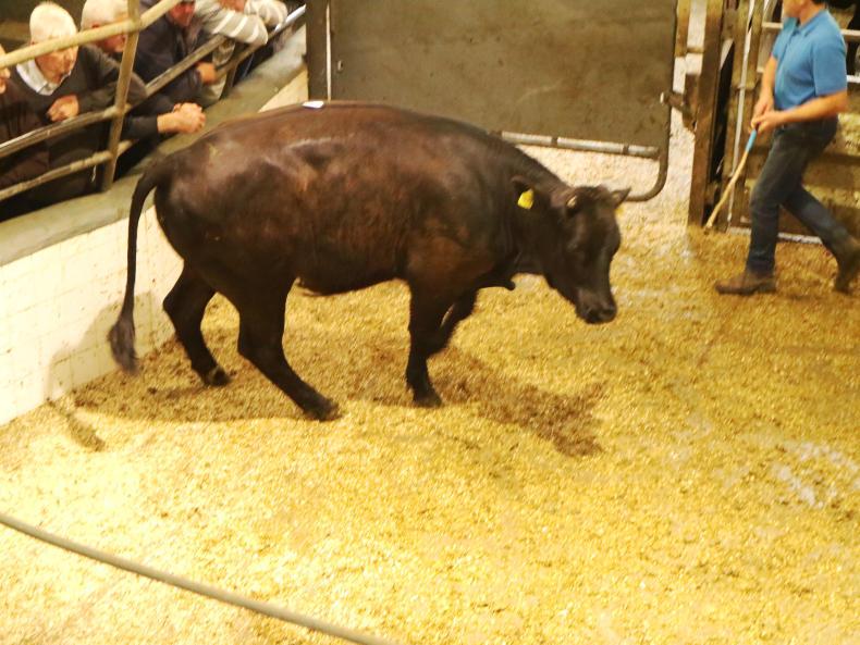 Store bullocks a flying trade in Headford Mart Store bullocks a flying trade in Headford Mart