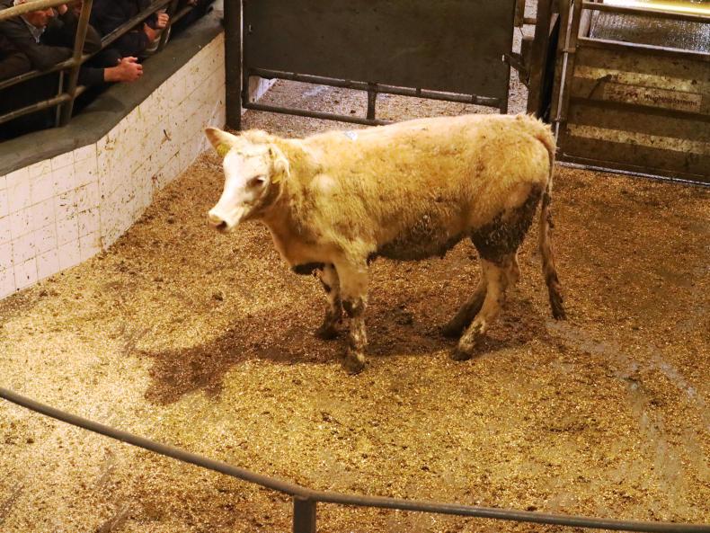 Store bullocks a flying trade in Headford Mart Store bullocks a flying trade in Headford Mart
