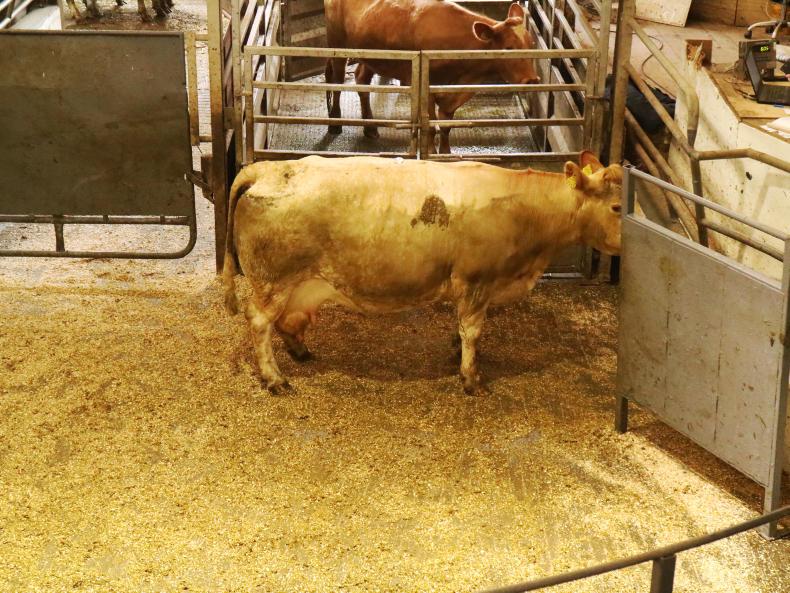 Store bullocks a flying trade in Headford Mart Store bullocks a flying trade in Headford Mart