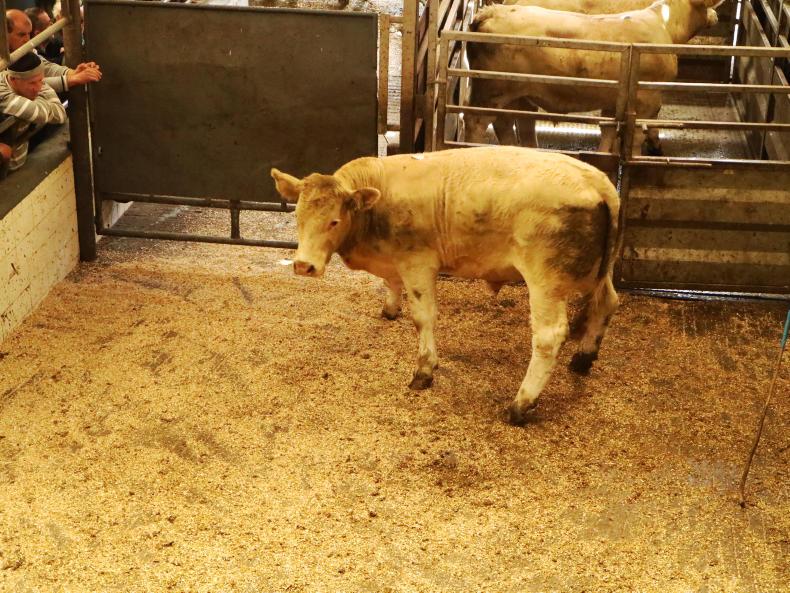 Store bullocks a flying trade in Headford Mart Store bullocks a flying trade in Headford Mart