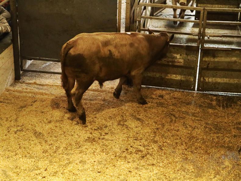 Store bullocks a flying trade in Headford Mart Store bullocks a flying trade in Headford Mart