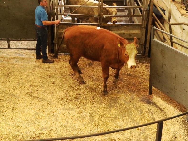 Store bullocks a flying trade in Headford Mart Store bullocks a flying trade in Headford Mart