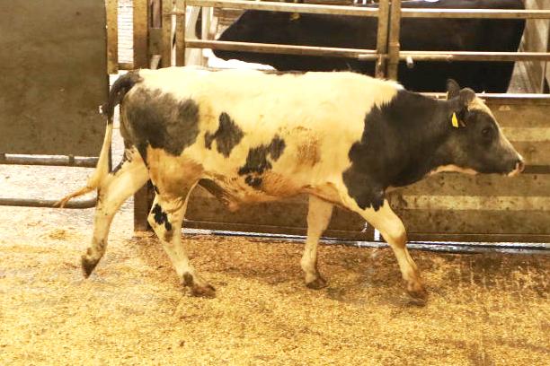 Store bullocks a flying trade in Headford Mart Store bullocks a flying trade in Headford Mart