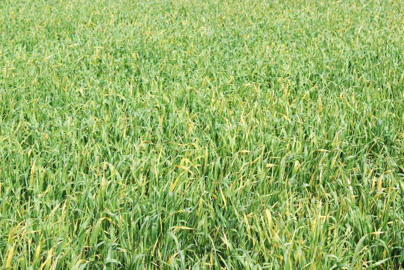 Yellow leaves and BYDV infection Yellow leaves and BYDV infection