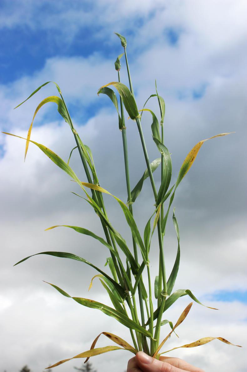 Yellow leaves and BYDV infection Yellow leaves and BYDV infection