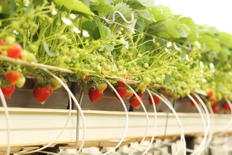 Potential for farmers to test freshness of fruit before it leaves their farm Potential for farmers to test freshness of fruit before it leaves their farm