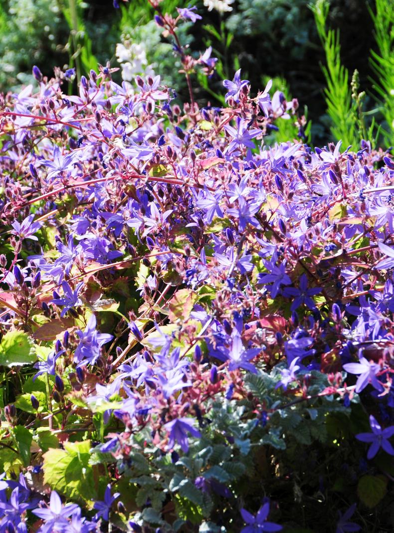 Carpeting bellflower Carpeting bellflower