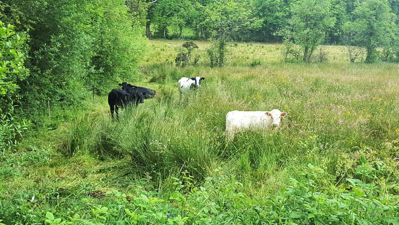 Memory jogged on the problem of redwater Memory jogged on the problem of redwater