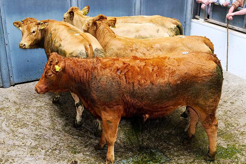 Forward and heavy cattle still firm, but dairy derivatives under more pressure Forward and heavy cattle still firm, but dairy derivatives under more pressure