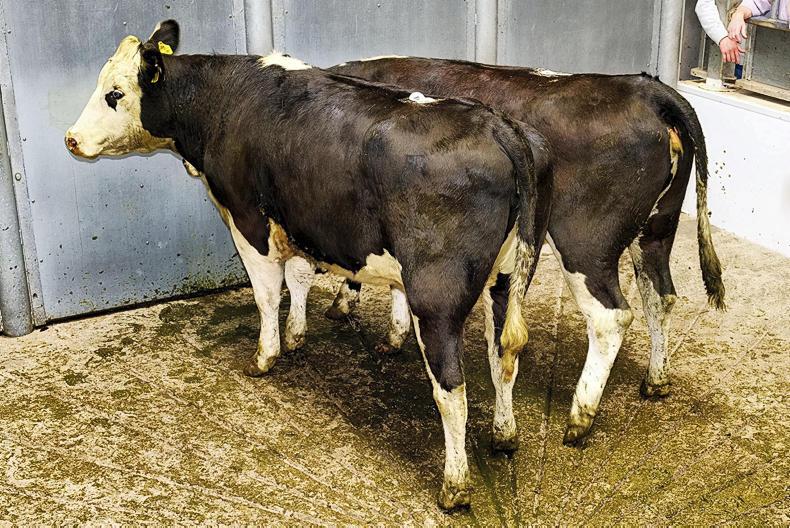 Forward and heavy cattle still firm, but dairy derivatives under more pressure Forward and heavy cattle still firm, but dairy derivatives under more pressure