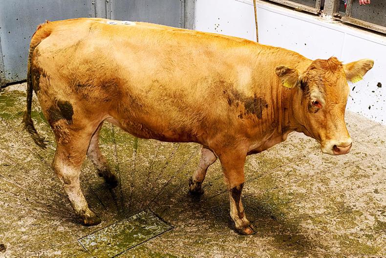 Forward and heavy cattle still firm, but dairy derivatives under more pressure Forward and heavy cattle still firm, but dairy derivatives under more pressure