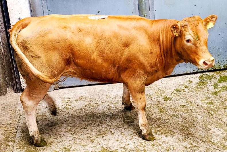 Forward and heavy cattle still firm, but dairy derivatives under more pressure Forward and heavy cattle still firm, but dairy derivatives under more pressure