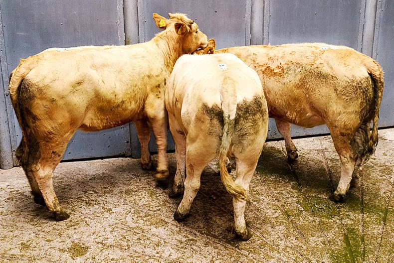 Forward and heavy cattle still firm, but dairy derivatives under more pressure Forward and heavy cattle still firm, but dairy derivatives under more pressure