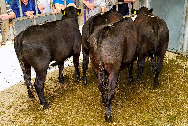 Forward and heavy cattle still firm, but dairy derivatives under more pressure Forward and heavy cattle still firm, but dairy derivatives under more pressure