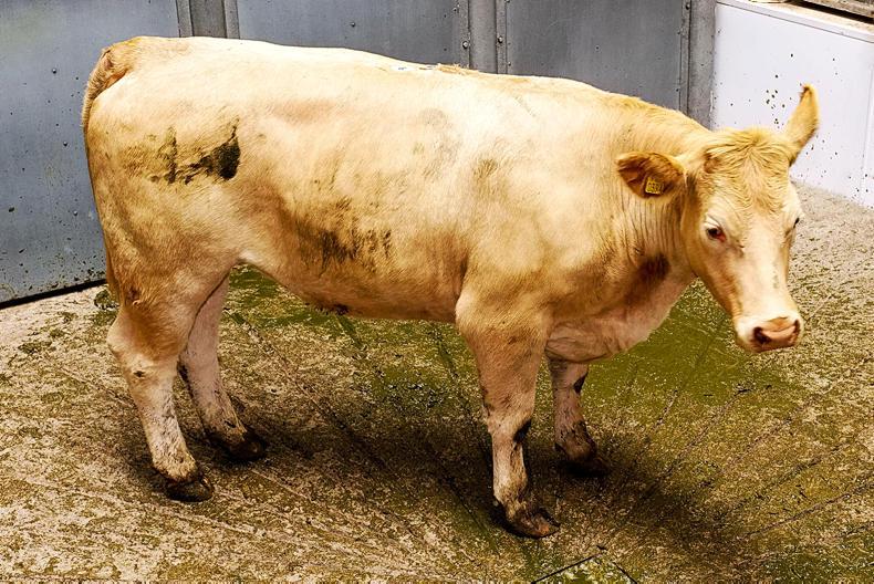 Forward and heavy cattle still firm, but dairy derivatives under more pressure Forward and heavy cattle still firm, but dairy derivatives under more pressure