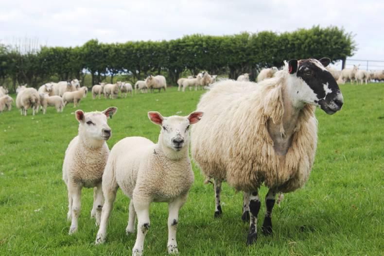 Farmer resistance to lamb price cut