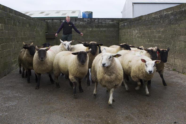 Working in the agricultural sector in Scotland
Working in the agricultural sector in Scotland