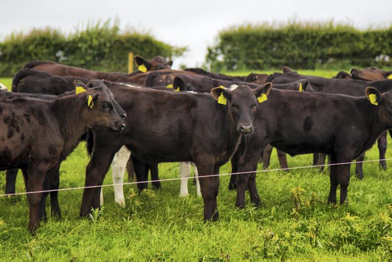 Bull fertility issues on Tullamore Farm Bull fertility issues on Tullamore Farm