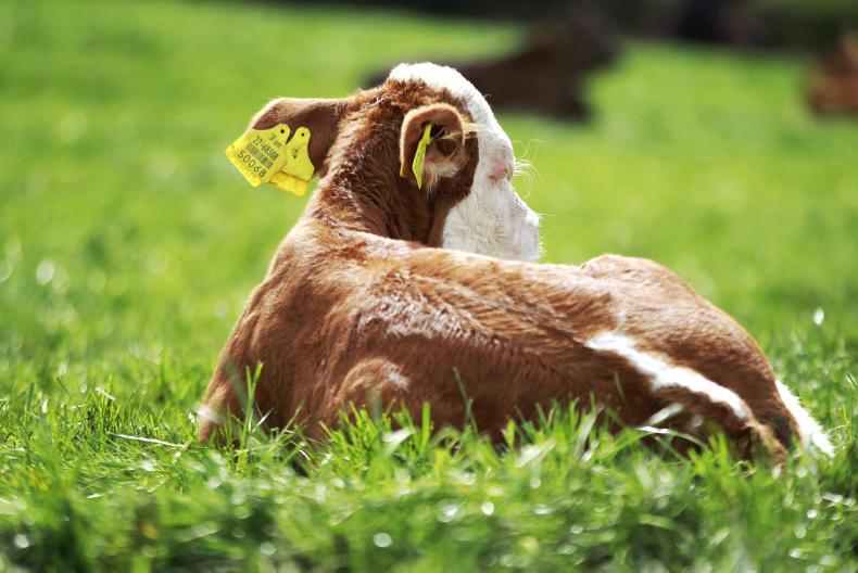 Bull fertility issues on Tullamore Farm Bull fertility issues on Tullamore Farm
