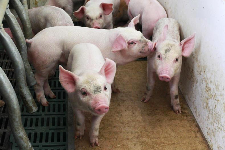 Output per sow grows by over 120kg/year Output per sow grows by over 120kg/year