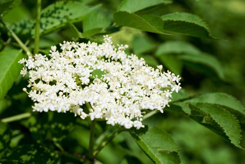 GIY: Foraging for elderflower for homemade cordial and champagne GIY: Foraging for elderflower for homemade cordial and champagne