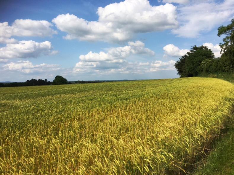 Just under €13,000/acre near Athy Just under €13,000/acre near Athy