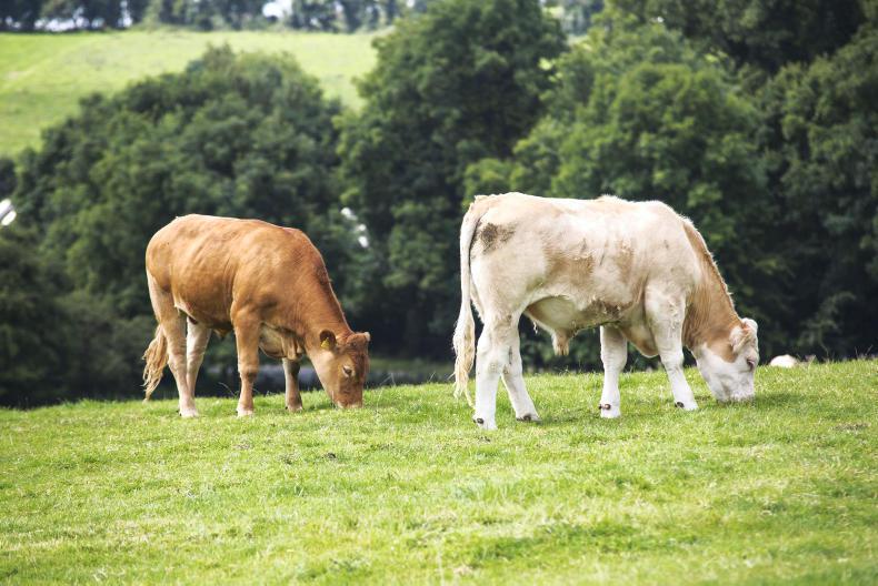 When is the best time to castrate? Premium