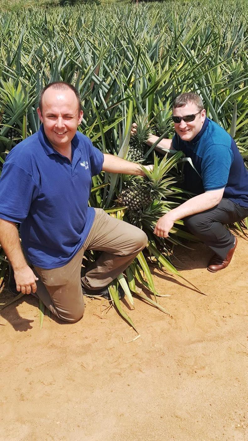 Nuffield blog: growing 82,000 acres of pineapples in Indonesia Nuffield blog: growing 82,000 acres of pineapples in Indonesia
