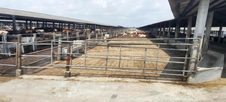 Nuffield blog: growing 82,000 acres of pineapples in Indonesia Nuffield blog: growing 82,000 acres of pineapples in Indonesia