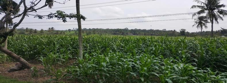 Nuffield blog: growing 82,000 acres of pineapples in Indonesia Nuffield blog: growing 82,000 acres of pineapples in Indonesia