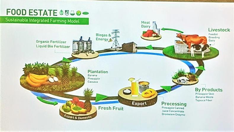 Nuffield blog: growing 82,000 acres of pineapples in Indonesia Nuffield blog: growing 82,000 acres of pineapples in Indonesia