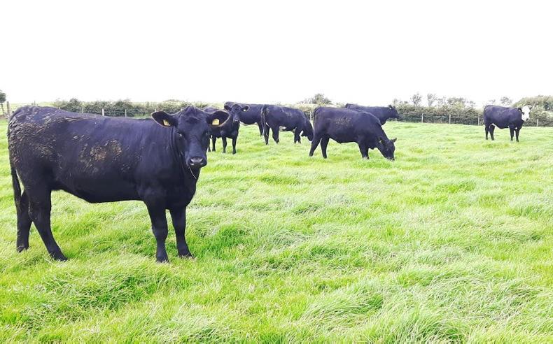 Young suckler herd in expansion mode Young suckler herd in expansion mode