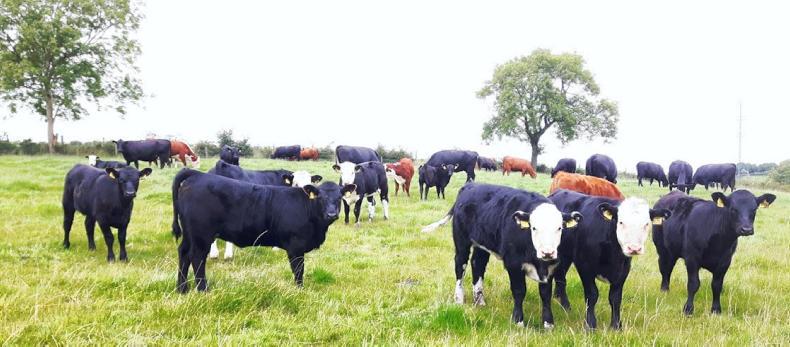 Young suckler herd in expansion mode Young suckler herd in expansion mode