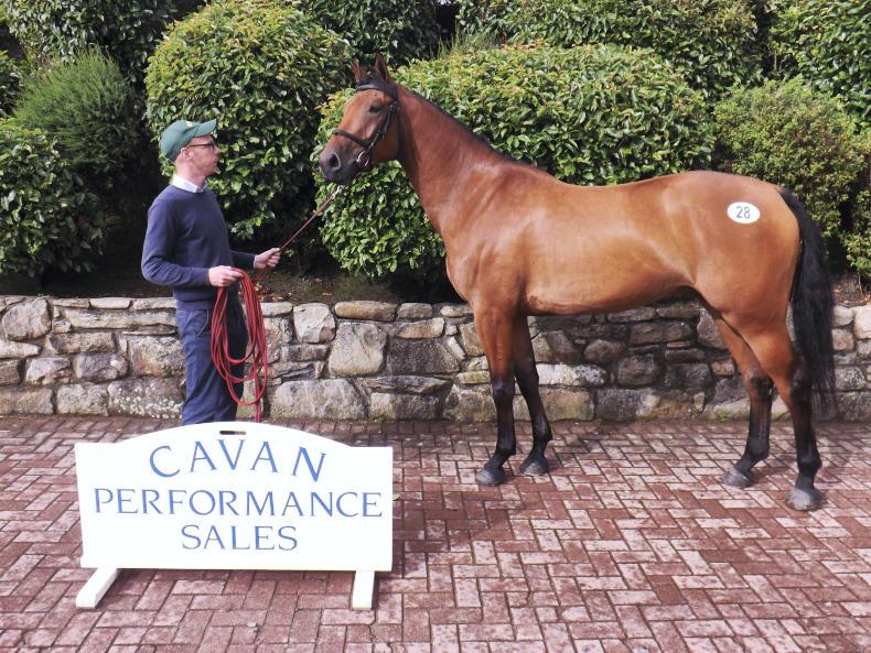 OBOS Quality and Sligo Candy Boy offspring in high demand Premium