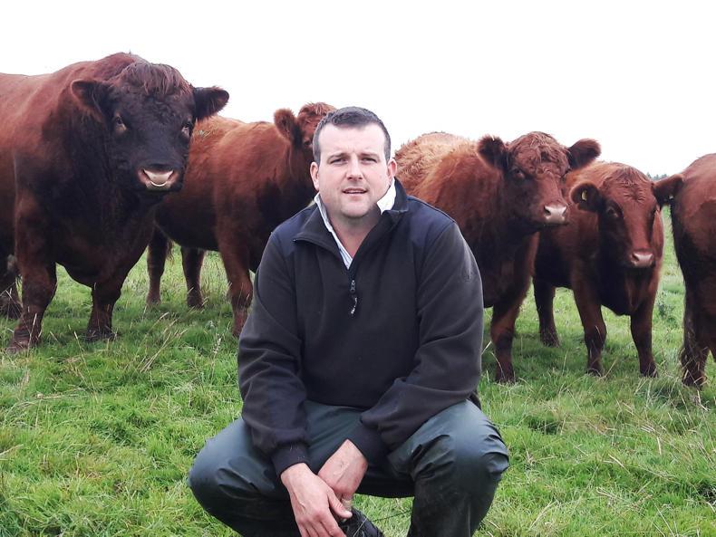 Store lamb success for Andrew Marchant Store lamb success for Andrew Marchant